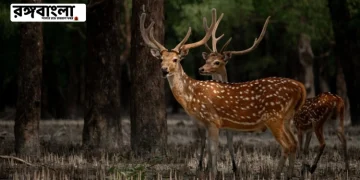 Sundorboner Jibobichitro o Modhu